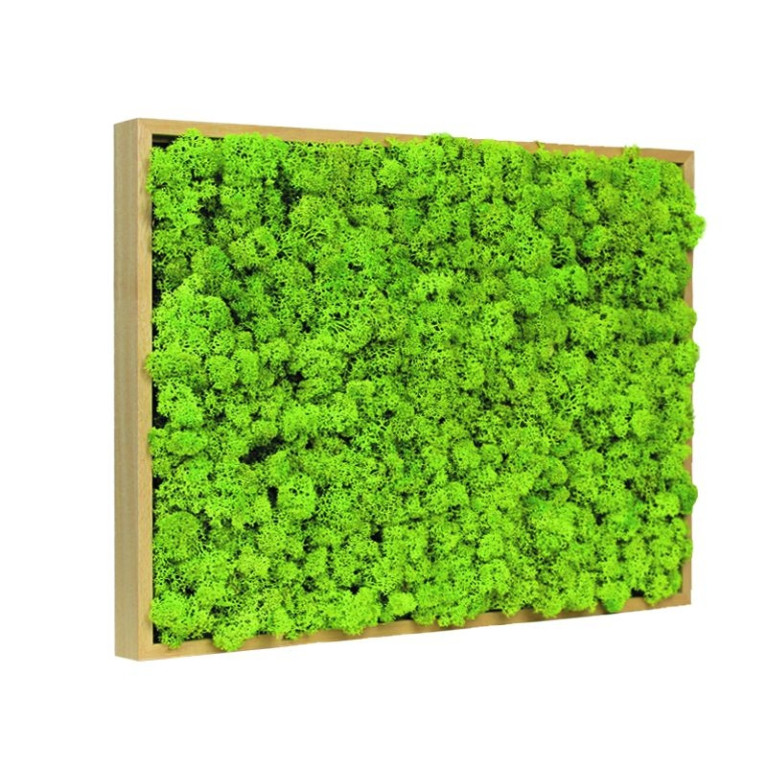 Mos Schilderij Rendiermos 70x100 cm Blank Hout