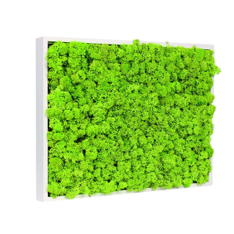 Mos Schilderij Rendiermos 70x100 cm Gebroken Wit